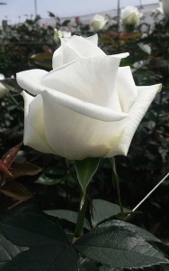 роза лермонтов