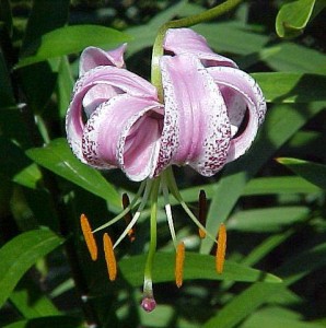 азиатские гибриды лилий