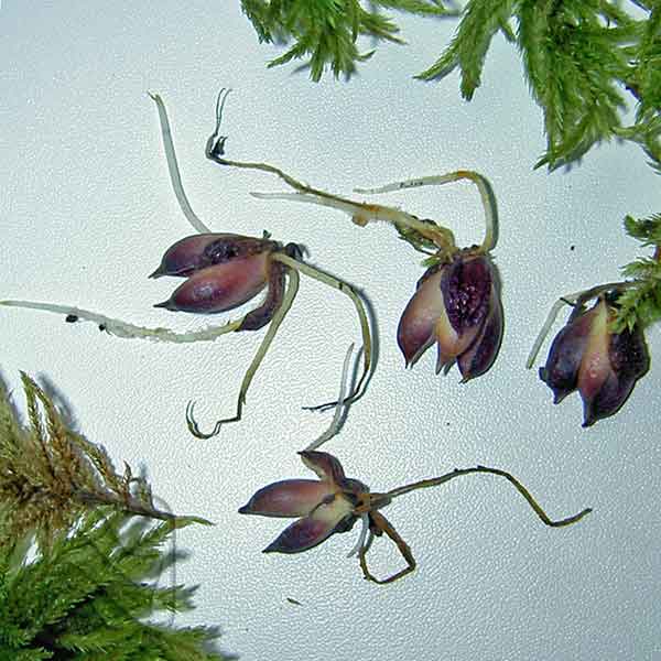 5 способов ускоренного размножения лилий