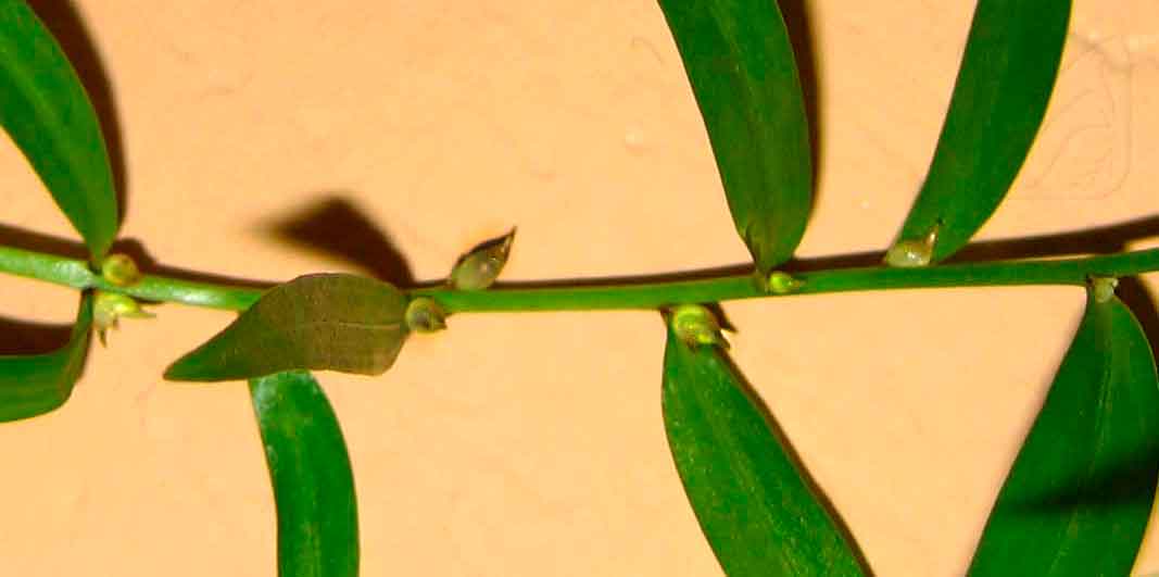 5 способов ускоренного размножения лилий